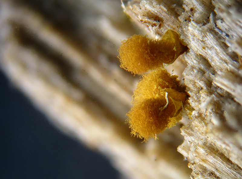 Trichia + Licea?